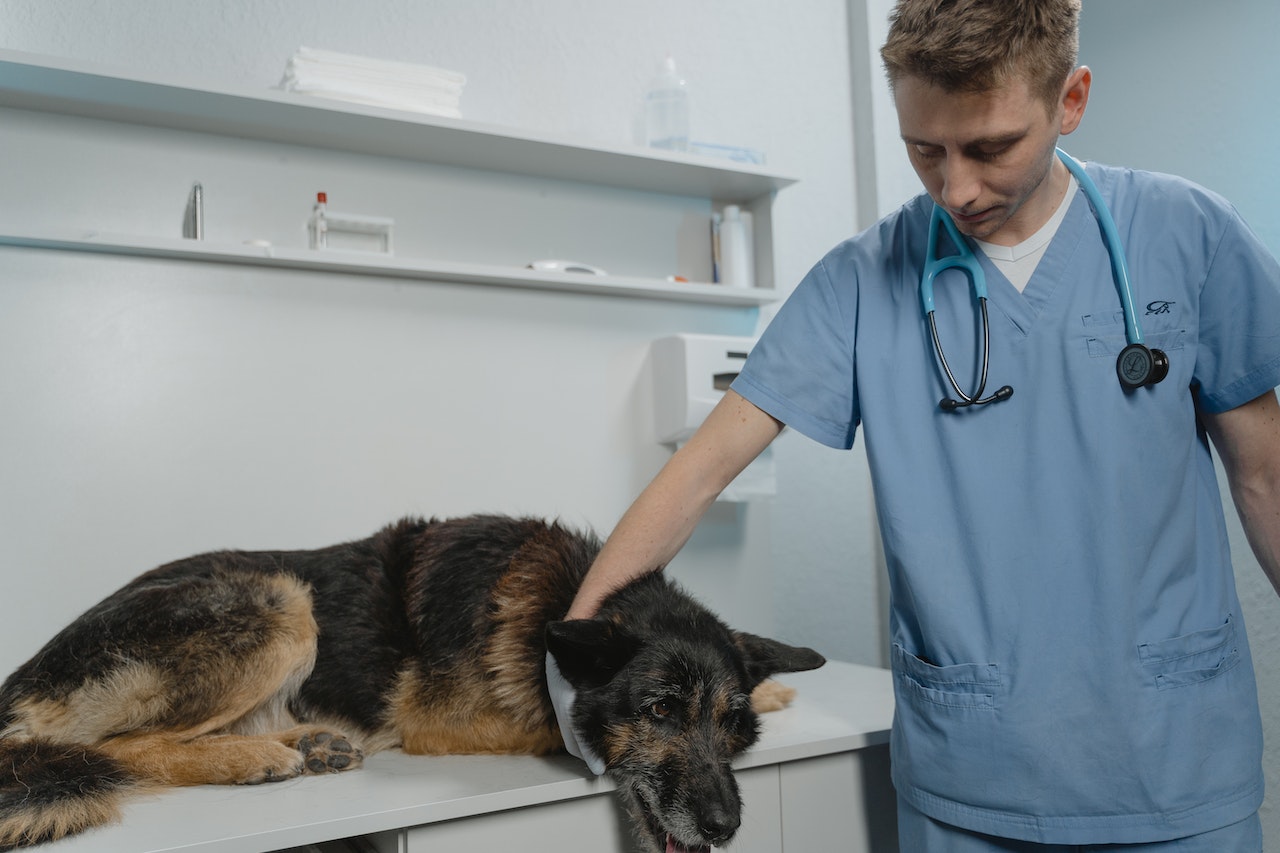 A veterinarian peeing a large dog on a counter